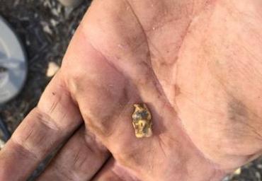 25550580_1974087192860030_2271311952886940836_n